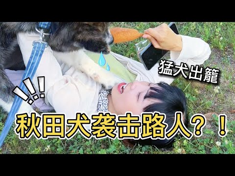 😂秋田犬把我當風箏放飛！