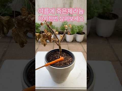 죽은제라늄도. 다시 살펴보세요 #shorts