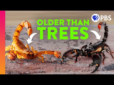 How Scorpions Became Earth’s Ultimate Survivors