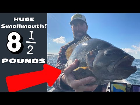 Huge 8 1/2 Pound Smallmouth and a tournament!