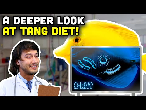 Tips and Tricks for Feeding Tangs! Understanding Your Tang's Diet!