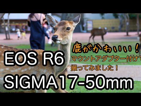 EOS R6とSIGMA17-50ｍｍの組合せ