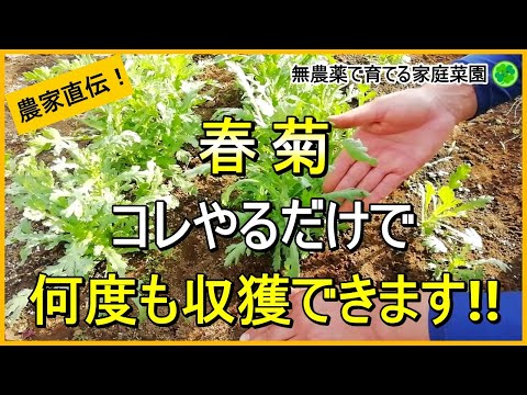 【春菊栽培】何度も収穫するためにやるべきことを解説！【有機農家直伝！無農薬で育てる家庭菜園】　24/10/24