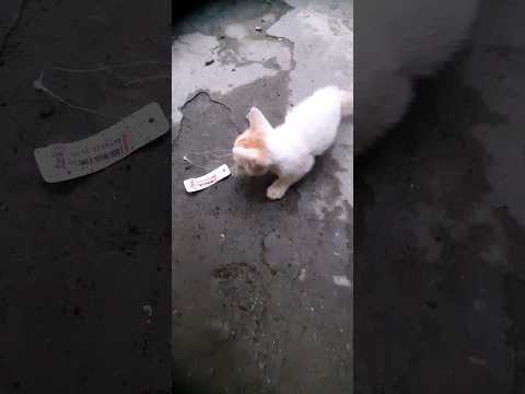 বিড়াল অনেক কিউট #funny #cat