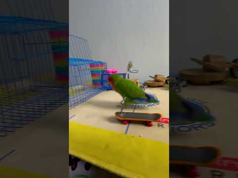 Bird Training : Smart lovebird Parrot | Smart Little Cute Parrot #training #smartparrot #cute