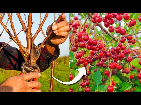 How to Prune Cherry Trees for Maximum Production