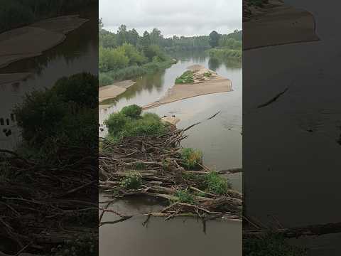 Beautiful Bird Sounds at the Natural River Bug #nature #birds #asmr #poland #belarus #border #bug