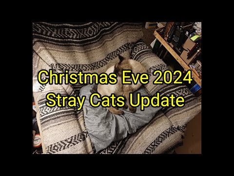 (1713) Christmas Eve 2024 🎄Stray Cats Update 🐈 😻 🐈‍⬛🐾