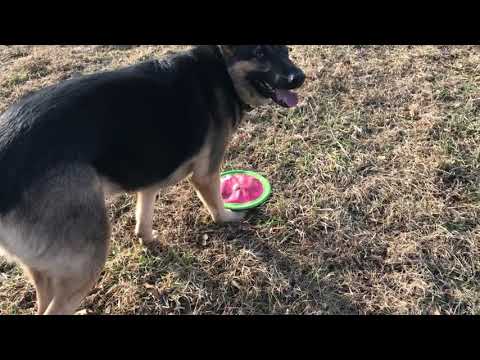 Ep130 Our German Shepherd playing Frisbee! A little bit rusty but managed to catch 2 mid-air.