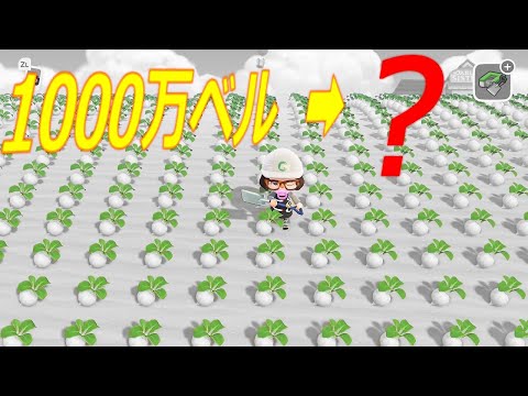 1000万ベルをカブに全ぶっぱ勝負かけた結果【あつまれ どうぶつの森】