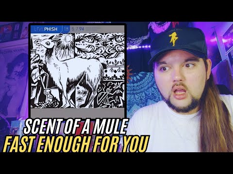 Phish "Fast Enough for You" / "Scent of a Mule" / “Mound” LIVE (First Time Reaction)