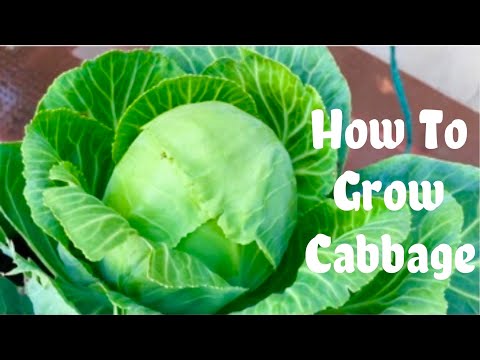 Grow Organic Cabbage At Home Garden / How To Grow Cabbage In Pot At Home