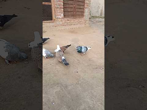 #pigeon #pigeonpigeon #bird #pigeonbreeds #birds #manytypesofpigeons #birdspecies #animals