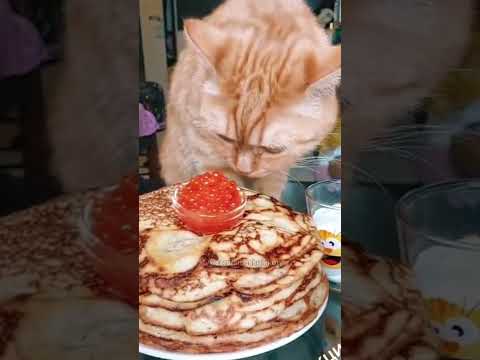 Коту-Масленица