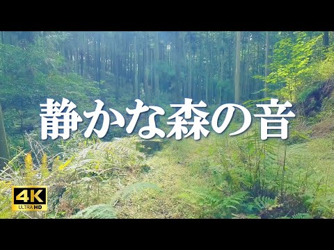 静かな森の音：鳥の鳴き声 / ストレス緩和、自律神経を整える 【自然音,ASMR,4K,relaxing nature sounds】