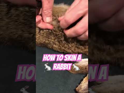 How to skin a rabbit #ozziereviews #skinning #rabbit #rabbits #howto #rabbithunting #cooking #wabbit