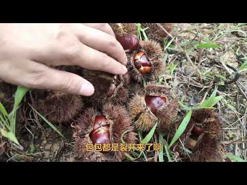 捡“炸弹果”，大雨后最多捡，美食就是要先劳动后分享