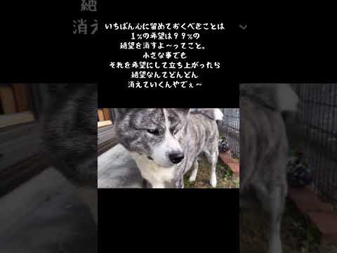 【10／24】今日のサプリ　#秋田犬 #犬のいる暮らし