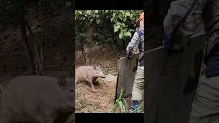 【危険生物】猪突猛進アタックしてくるイノシシ #ジビエ料理 #wild boar#イノシシ #狩猟