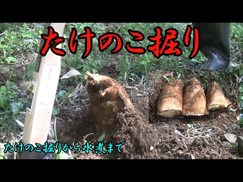 【たけのこ】初掘り