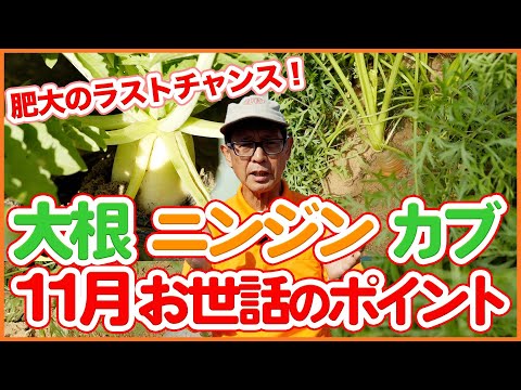 家庭菜園や農園で11月の大根、ニンジン、カブ栽培は肥大のラストチャンス！収穫間近の根菜類！お世話のポイントを徹底解説！【農園ライフ】