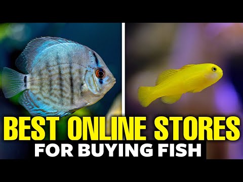 Here's The Best Place To Buy Fish Online