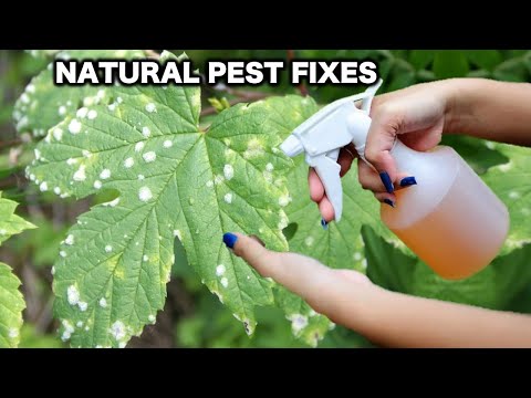 Stop Wasting Money on Chemicals! 6 Natural Pest Control Wonders for Your Garden