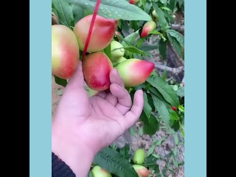 Fruit farms in China   Eating fresh fruit on farm #2