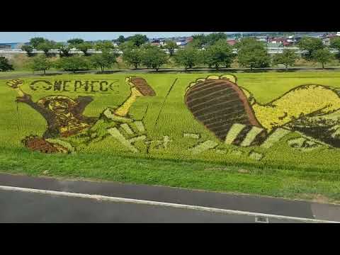 Rice Paddy Art in Hirosaki