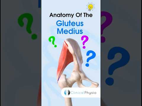 Gluteus Medius Anatomy #anatomy #physiotherapy #physicaltherapy #gluteusmedius