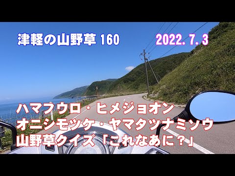 津軽の山野草160(ﾊﾏﾌｳﾛ・ﾋﾒｼﾞｮｵﾝ・ｵﾆｼﾓﾂｹ・ﾔﾏﾀﾂﾅﾐｿｳ・山野草ｸｲｽﾞ「これなあに？」)