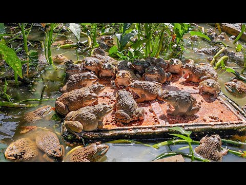 Raising 400 Frogs in a Small Pond   Raising Frogs Naturally and Growing Choy Sum The End