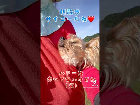 【ペット食育士 シニア犬】歩かない散歩(抱っこ散歩)がきもちイイ🐶❤️ #可愛いわんこ #犬のいる暮らし #お散歩 #いやしわんこ #dog #癒しワンコ #散歩 #わんちゃん #チワワ