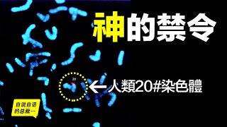 神的禁令，写在人类的20号染色体上，神究竟禁止人类做什么？ |自说自话的总裁