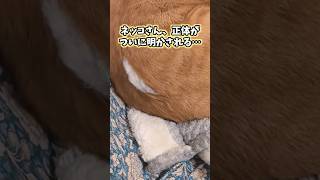 猫の動画見てニヤけたら負けwww #猫 #猫動画 #猫のいる暮らし #ねこ #かわいい #可愛い #cat