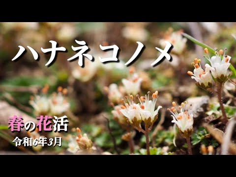 【春の山野草】 3月 ハナネコノメを探して 小さい小さい花の物語