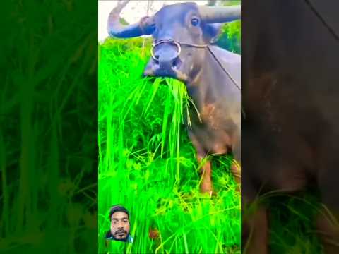 #comedy #funny #farmer #cow #donotmisstheend #fun