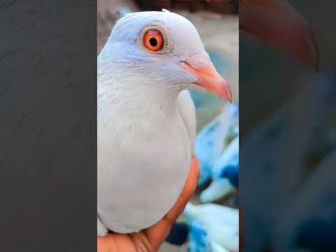 Whit madras kabutor🕊️ #kabutar#pigeon#shorts #trendingshorts#trending #shortvideo#youtube