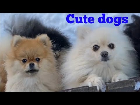 Cute dogs / cutest dogs in the world / cute dog clips / cute dog videos/ different kinds of dogs