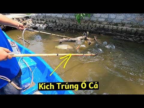 Vừa Dí Máy Kích Xuống Nước 100 Con Cá Nhẩy Thùm Thùm Bỏ Trốn | Thú Vui 3 Miền