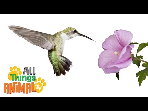 * HUMMINGBIRD * | Animals For Kids | All Things Animal TV