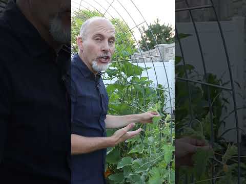 My Favorite Garden Task, Training Vines on a Trellis