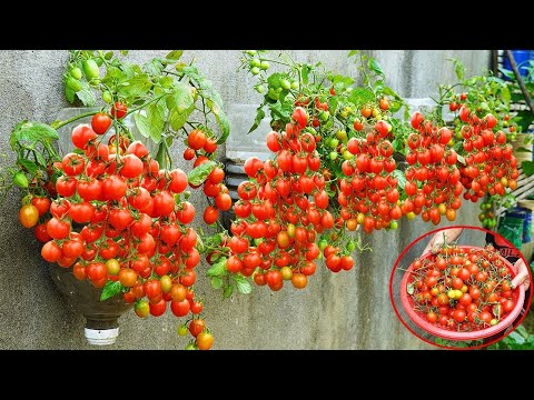 Grow Tomatoes Without a Garden High Yield Walls for Beginners