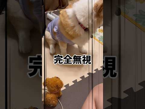 お盆休みの思い出〜姪っ子と楽しく遊んでくれてよかったパート2ww#犬動画 #コーギー #ウェルシュコーギー #わんこ #わんこ動画 #いぬ #いぬのいる生活 #ぱんちゃん #コーギー大好き