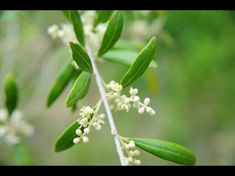 オリーブの花についての紹介