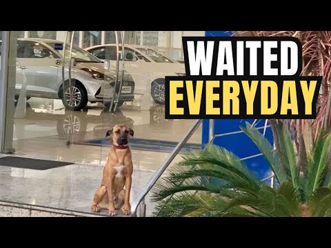 This Stray Dog Waited Outside A Car Dealership Every Day Until One Day, Everything Changed