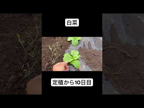 農薬不使用　白菜　定植　順調 #農業