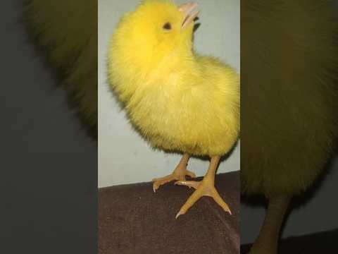 Wow colour cutie chicken video | baby  hen cutie sound | mugi ke chuze ke awaz #birds #wildlife