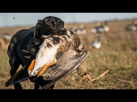 "BARS" - Specklebelly Goose Hunting: Fowled Reality