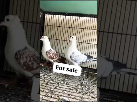 #bird #pigeon #saleupdate  subscribe chanal